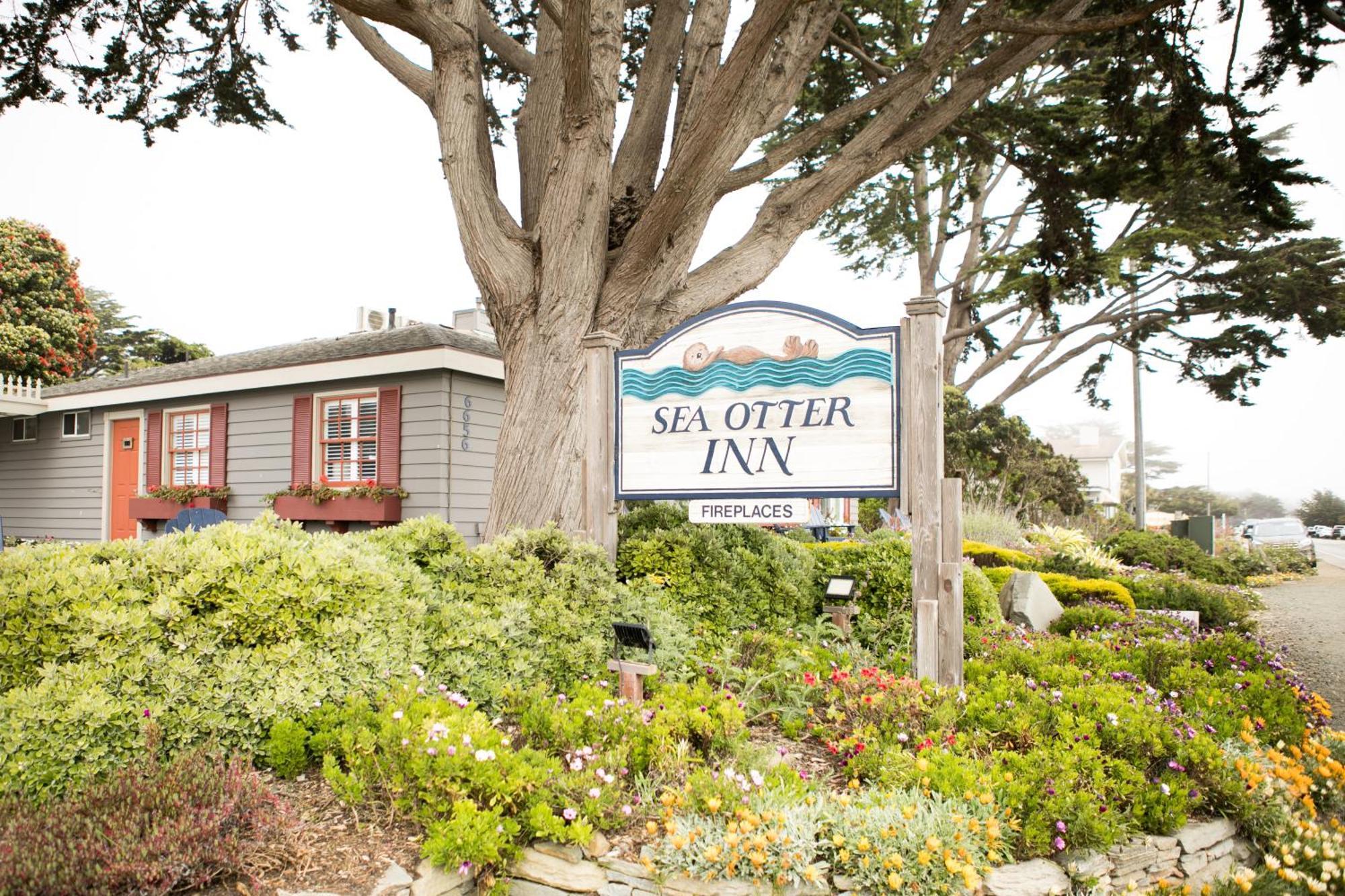 Sea Otter